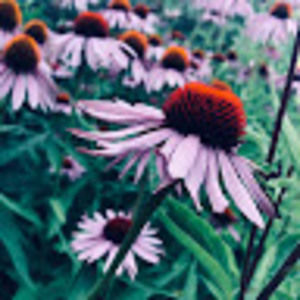 Meet your Posher, Isabelle